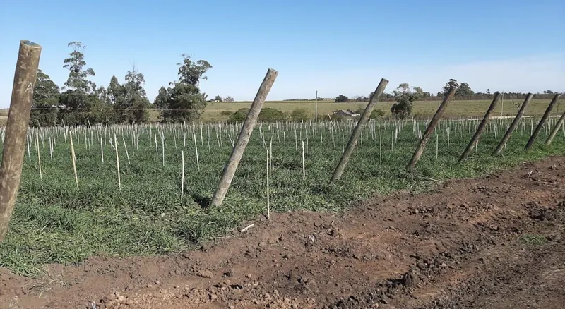 Palos de eucalipto como soportes en un campo de cultivo