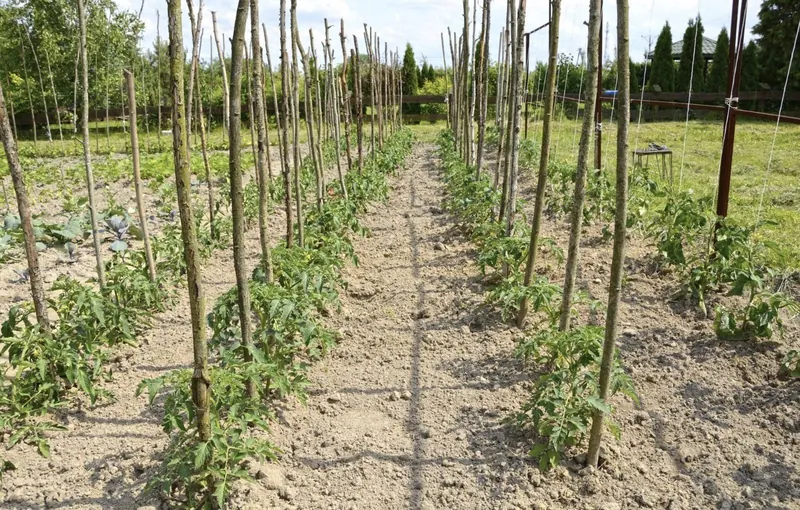 Palos de eucalipto usados como tutores en un cultivo de tomates