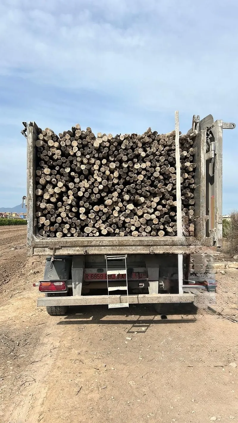 Camión cargado con palos de eucalipto